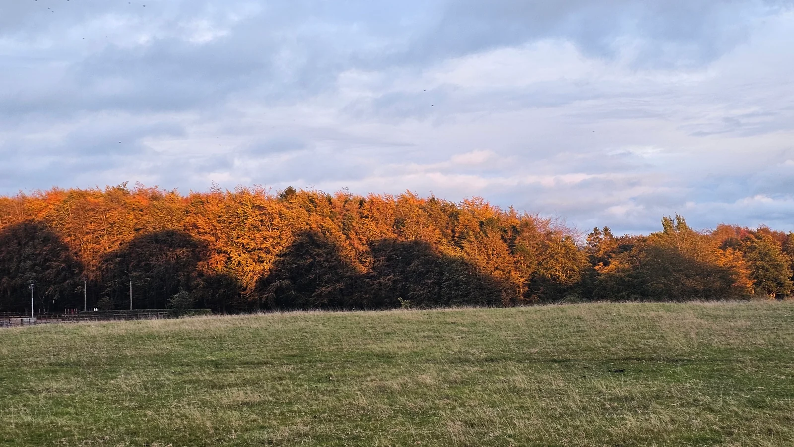An open estate field bordered by trees in autumn colours.