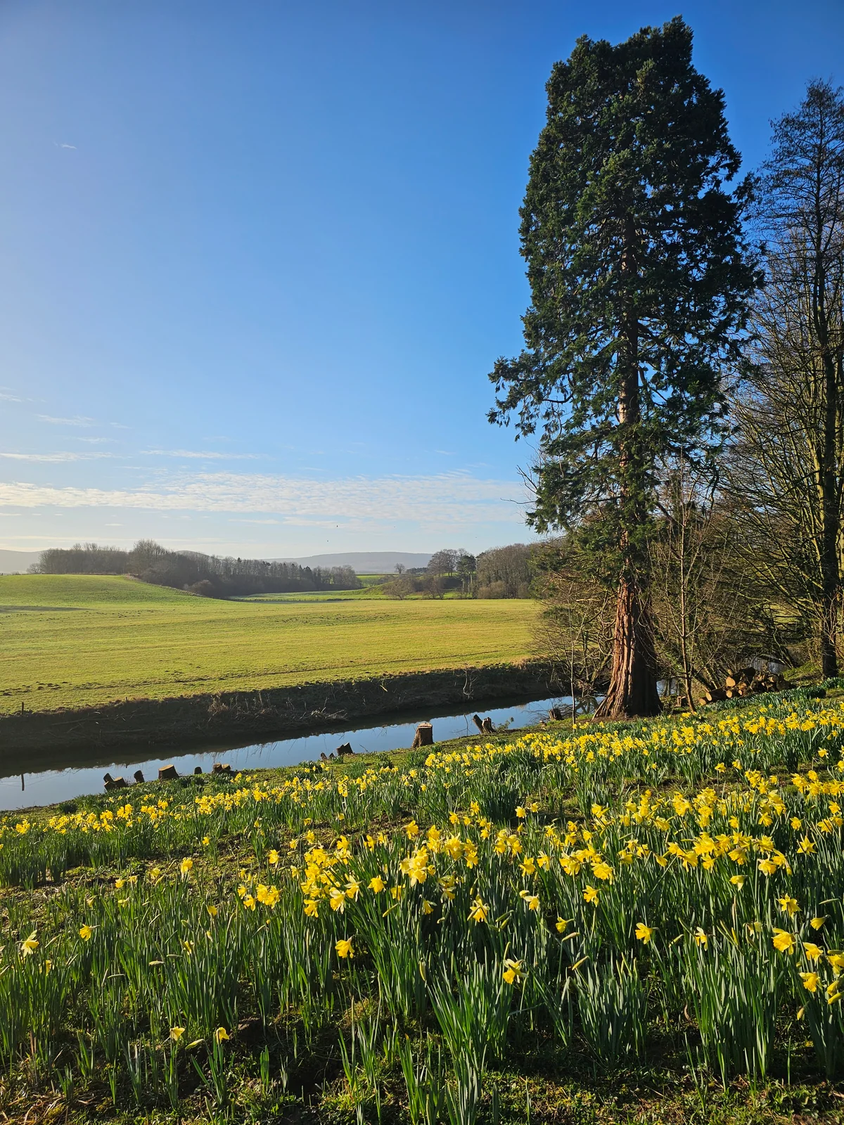 Daffodils and a tall tree beside the estate's open fields.